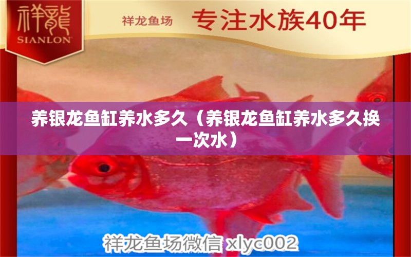 養(yǎng)銀龍魚缸養(yǎng)水多久（養(yǎng)銀龍魚缸養(yǎng)水多久換一次水）