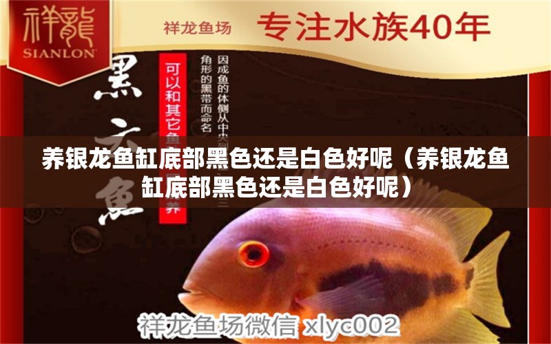 養(yǎng)銀龍魚缸底部黑色還是白色好呢（養(yǎng)銀龍魚缸底部黑色還是白色好呢） 全國觀賞魚市場