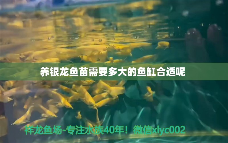 養(yǎng)銀龍魚苗需要多大的魚缸合適呢  銀龍魚