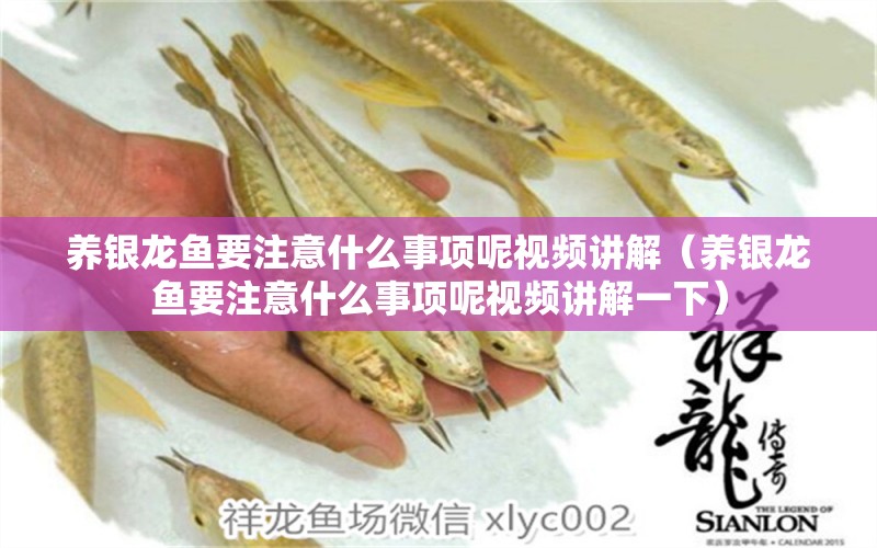 養(yǎng)銀龍魚要注意什么事項呢視頻講解（養(yǎng)銀龍魚要注意什么事項呢視頻講解一下）