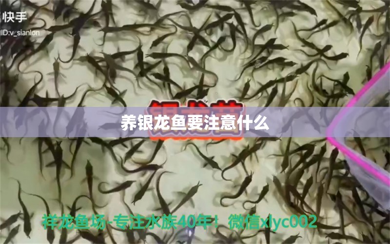 養(yǎng)銀龍魚(yú)要注意什么 銀龍魚(yú)百科 第1張