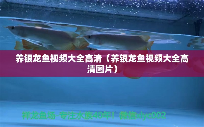 養(yǎng)銀龍魚(yú)視頻大全高清（養(yǎng)銀龍魚(yú)視頻大全高清圖片） 銀龍魚(yú)