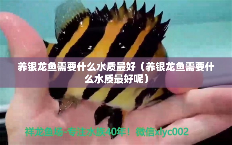 養(yǎng)銀龍魚需要什么水質(zhì)最好（養(yǎng)銀龍魚需要什么水質(zhì)最好呢） 銀龍魚