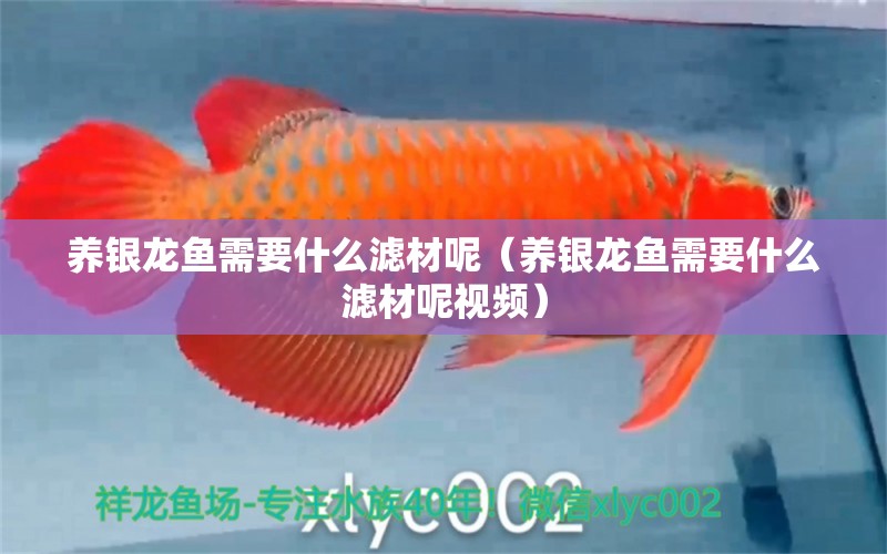 養(yǎng)銀龍魚需要什么濾材呢（養(yǎng)銀龍魚需要什么濾材呢視頻）