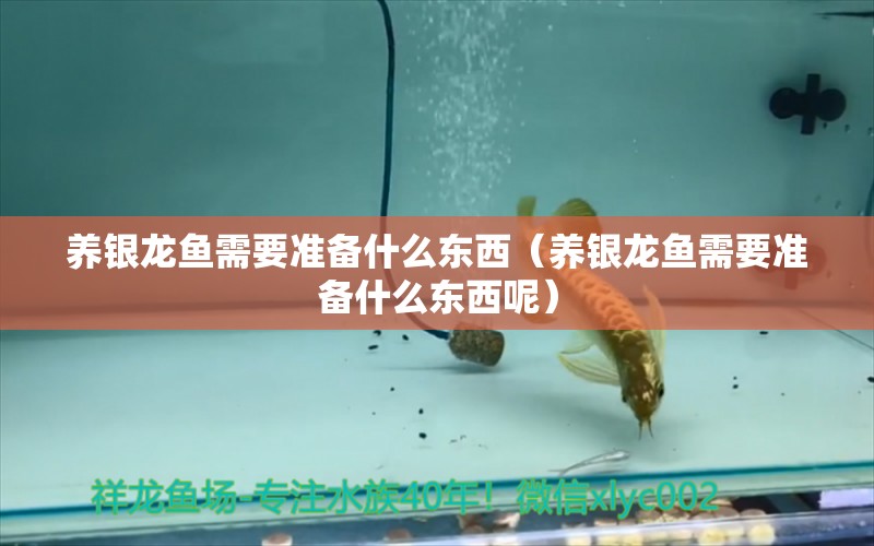 養(yǎng)銀龍魚需要準備什么東西（養(yǎng)銀龍魚需要準備什么東西呢）