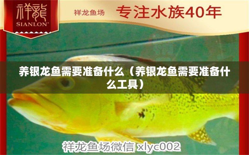 養(yǎng)銀龍魚需要準(zhǔn)備什么（養(yǎng)銀龍魚需要準(zhǔn)備什么工具）