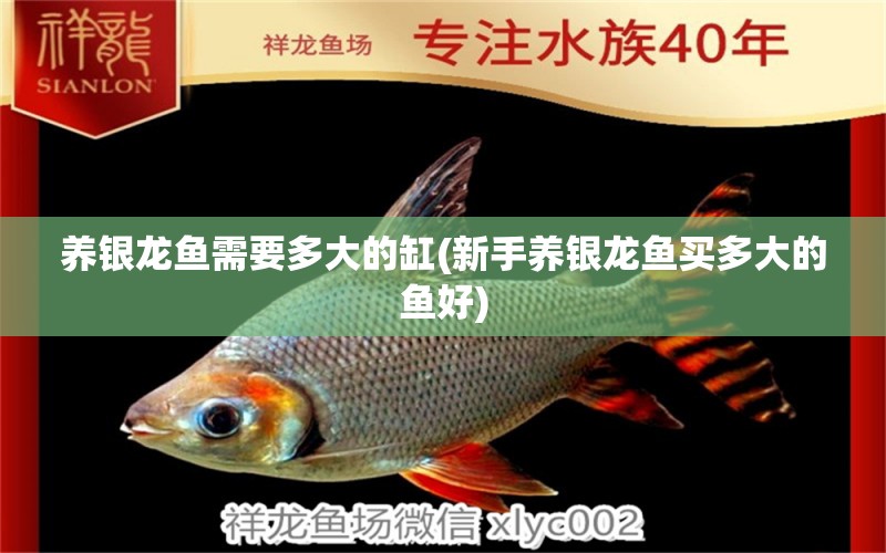 養(yǎng)銀龍魚需要多大的缸(新手養(yǎng)銀龍魚買多大的魚好) 銀龍魚