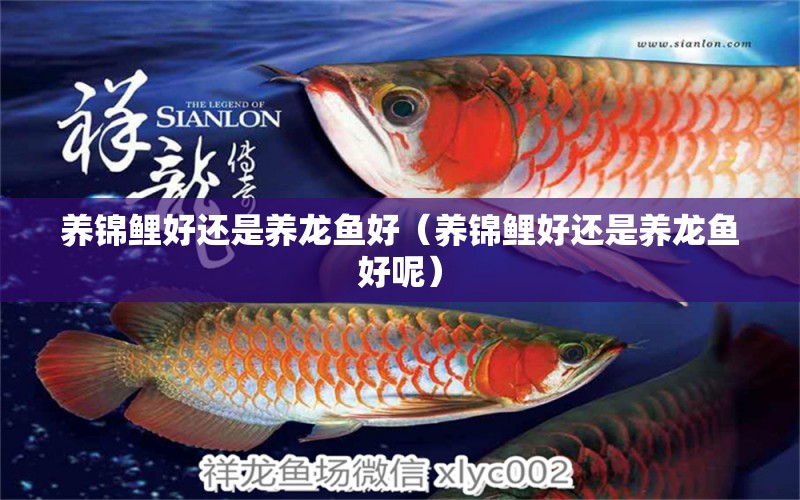 養(yǎng)錦鯉好還是養(yǎng)龍魚好（養(yǎng)錦鯉好還是養(yǎng)龍魚好呢）