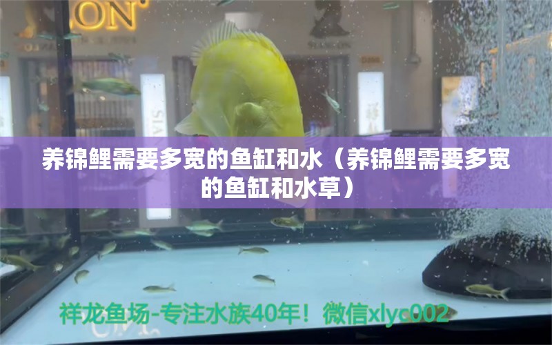 養(yǎng)錦鯉需要多寬的魚缸和水（養(yǎng)錦鯉需要多寬的魚缸和水草）