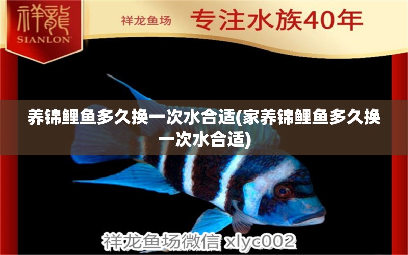 養(yǎng)錦鯉魚多久換一次水合適(家養(yǎng)錦鯉魚多久換一次水合適) 祥龍魚藥系列