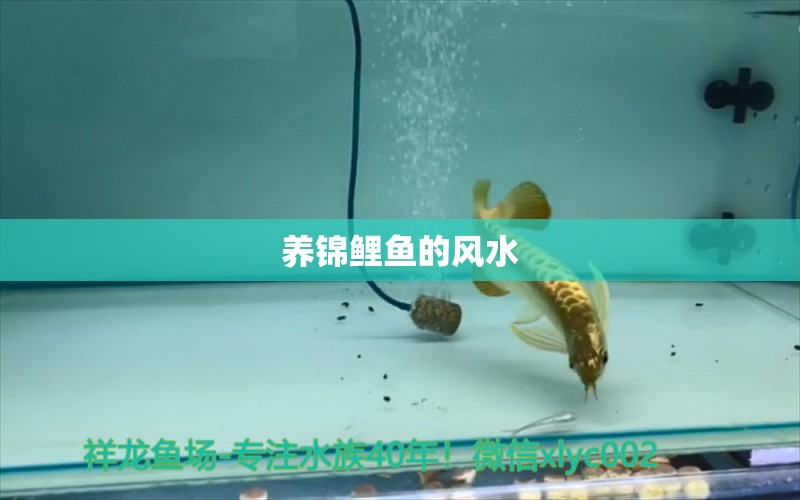 養(yǎng)錦鯉魚的風(fēng)水 魚缸風(fēng)水