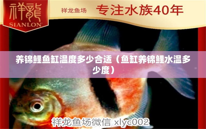 養(yǎng)錦鯉魚缸溫度多少合適（魚缸養(yǎng)錦鯉水溫多少度）