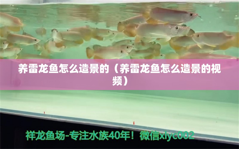 養(yǎng)雷龍魚怎么造景的（養(yǎng)雷龍魚怎么造景的視頻） 翡翠鳳凰魚