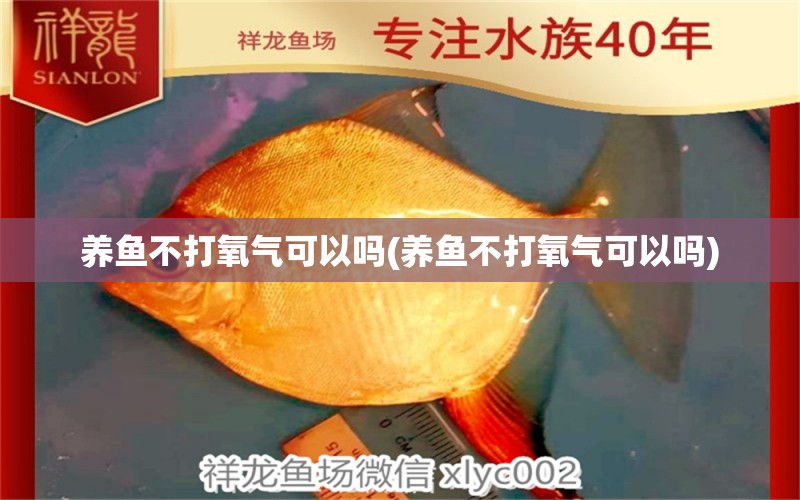 養(yǎng)魚不打氧氣可以嗎(養(yǎng)魚不打氧氣可以嗎) 黑桃A魚