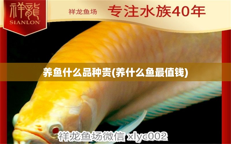 養(yǎng)魚什么品種貴(養(yǎng)什么魚最值錢) 黃金眼鏡蛇雷龍魚