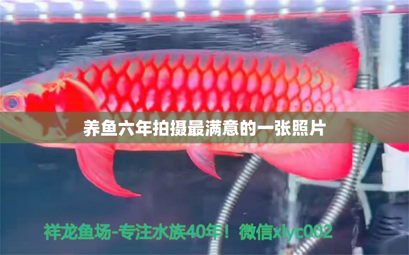 養(yǎng)魚六年拍攝最滿意的一張照片