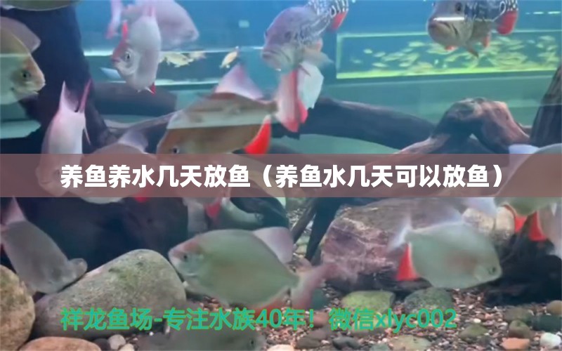 養(yǎng)魚養(yǎng)水幾天放魚（養(yǎng)魚水幾天可以放魚） 祥龍水族醫(yī)院