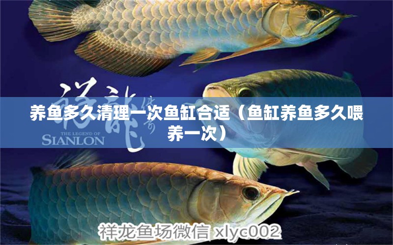 養(yǎng)魚(yú)多久清理一次魚(yú)缸合適（魚(yú)缸養(yǎng)魚(yú)多久喂養(yǎng)一次） 觀賞蝦蟹等飼料