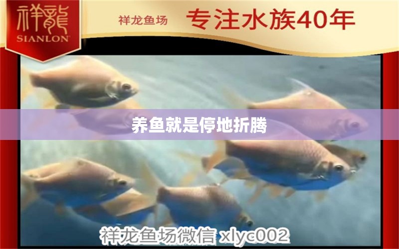 養(yǎng)魚(yú)就是停地折騰 觀賞魚(yú)論壇 第2張