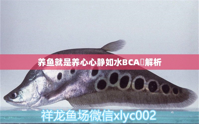 養(yǎng)魚就是養(yǎng)心心靜如水BCA傌解析