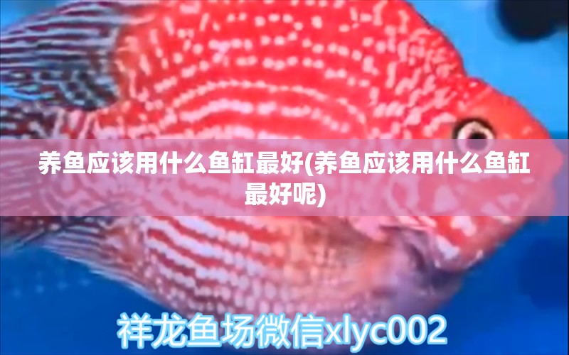 養(yǎng)魚應該用什么魚缸最好(養(yǎng)魚應該用什么魚缸最好呢) 水族品牌 第1張