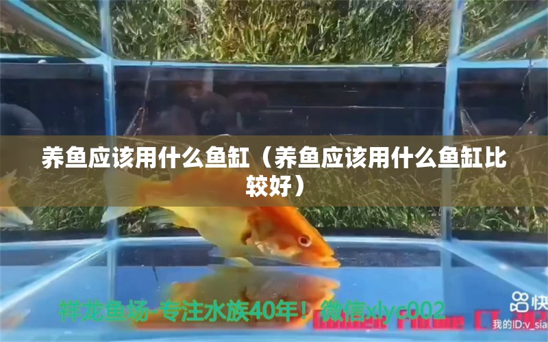 養(yǎng)魚應(yīng)該用什么魚缸（養(yǎng)魚應(yīng)該用什么魚缸比較好） 馬拉莫寶石魚苗