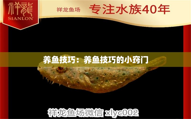 養(yǎng)魚技巧：養(yǎng)魚技巧的小竅門 彩鰈魚缸（彩蝶魚缸）