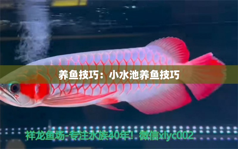 養(yǎng)魚技巧：小水池養(yǎng)魚技巧