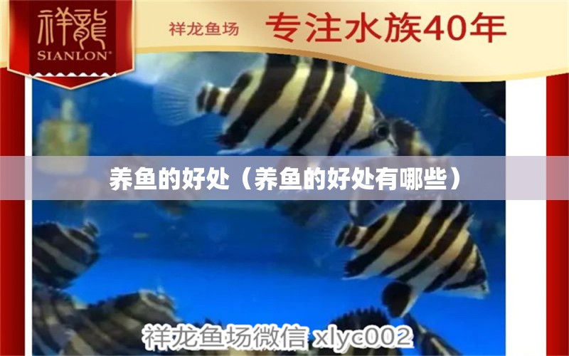 養(yǎng)魚的好處（養(yǎng)魚的好處有哪些）