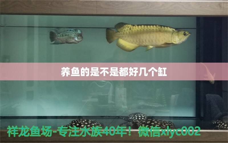 養(yǎng)魚的是不是都好幾個(gè)缸 照明器材