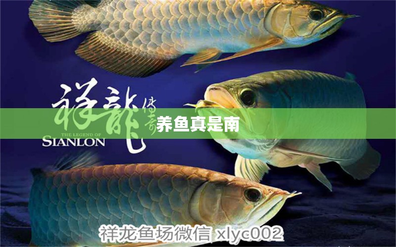 養(yǎng)魚真是南 大正錦鯉魚