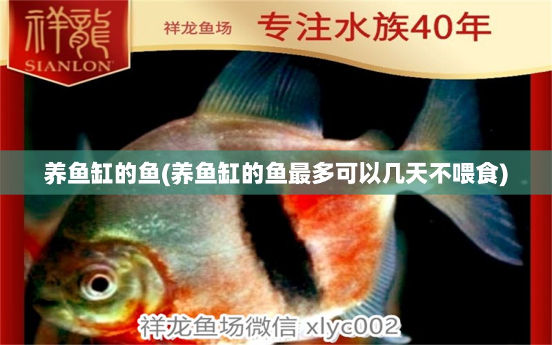 養(yǎng)魚缸的魚(養(yǎng)魚缸的魚最多可以幾天不喂食) 慈雕魚