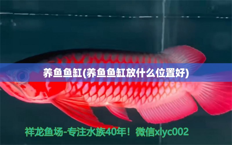 養(yǎng)魚魚缸(養(yǎng)魚魚缸放什么位置好) 祥龍龍魚專用水族燈