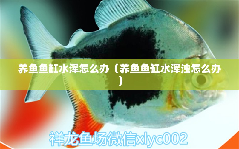 養(yǎng)魚魚缸水渾怎么辦（養(yǎng)魚魚缸水渾濁怎么辦）