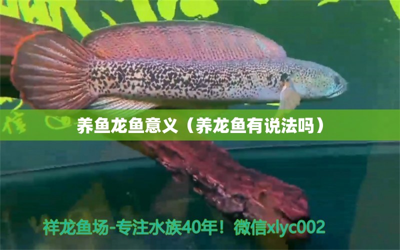 養(yǎng)魚龍魚意義（養(yǎng)龍魚有說法嗎） 水族用品