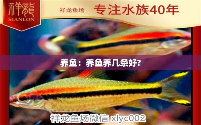 養(yǎng)魚：養(yǎng)魚養(yǎng)幾條好?