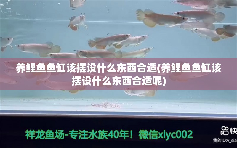 養(yǎng)鯉魚魚缸該擺設(shè)什么東西合適(養(yǎng)鯉魚魚缸該擺設(shè)什么東西合適呢) 潛水泵