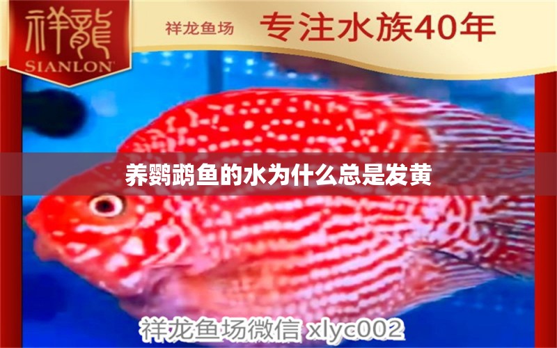 養(yǎng)鸚鵡魚的水為什么總是發(fā)黃 帝王血鉆 第3張