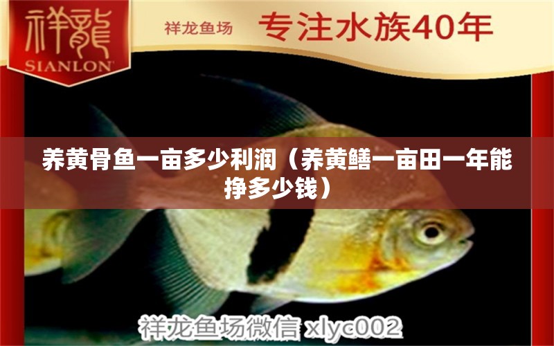 養(yǎng)黃骨魚(yú)一畝多少利潤(rùn)（養(yǎng)黃鱔一畝田一年能掙多少錢(qián)）