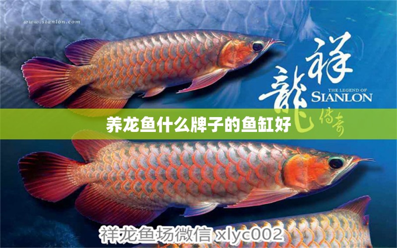 養(yǎng)龍魚什么牌子的魚缸好