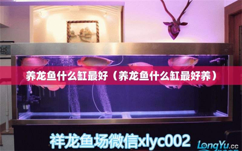 養(yǎng)龍魚什么缸最好（養(yǎng)龍魚什么缸最好養(yǎng)） 泰龐海蓮魚