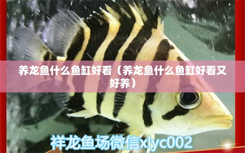 養(yǎng)龍魚什么魚缸好看（養(yǎng)龍魚什么魚缸好看又好養(yǎng)）