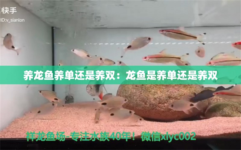 養(yǎng)龍魚養(yǎng)單還是養(yǎng)雙：龍魚是養(yǎng)單還是養(yǎng)雙