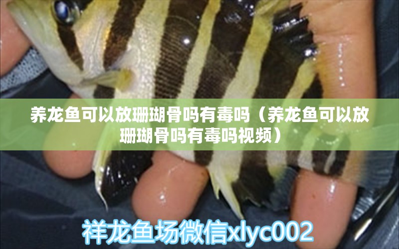 養(yǎng)龍魚(yú)可以放珊瑚骨嗎有毒嗎（養(yǎng)龍魚(yú)可以放珊瑚骨嗎有毒嗎視頻）