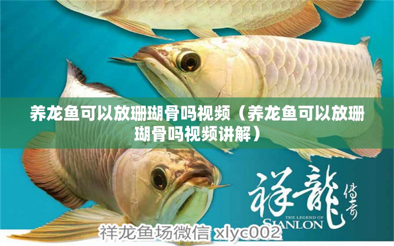 養(yǎng)龍魚可以放珊瑚骨嗎視頻（養(yǎng)龍魚可以放珊瑚骨嗎視頻講解） 其他品牌魚缸