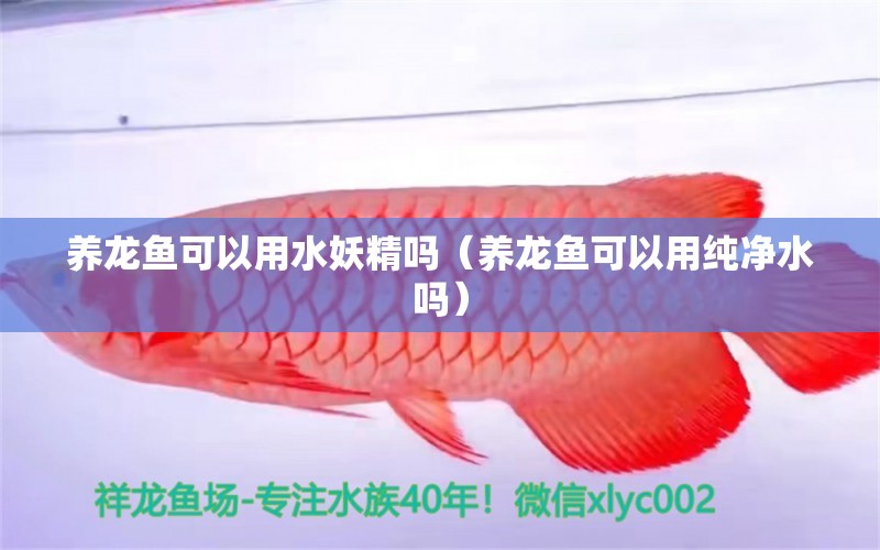 養(yǎng)龍魚可以用水妖精嗎（養(yǎng)龍魚可以用純凈水嗎） 廣州龍魚批發(fā)市場