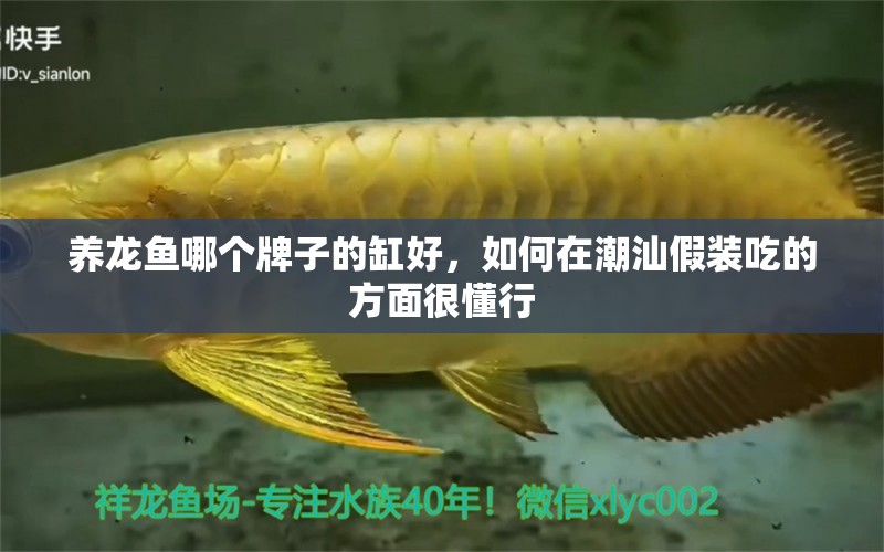 養(yǎng)龍魚哪個牌子的缸好，如何在潮汕假裝吃的方面很懂行