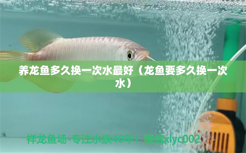 養(yǎng)龍魚多久換一次水最好（龍魚要多久換一次水）