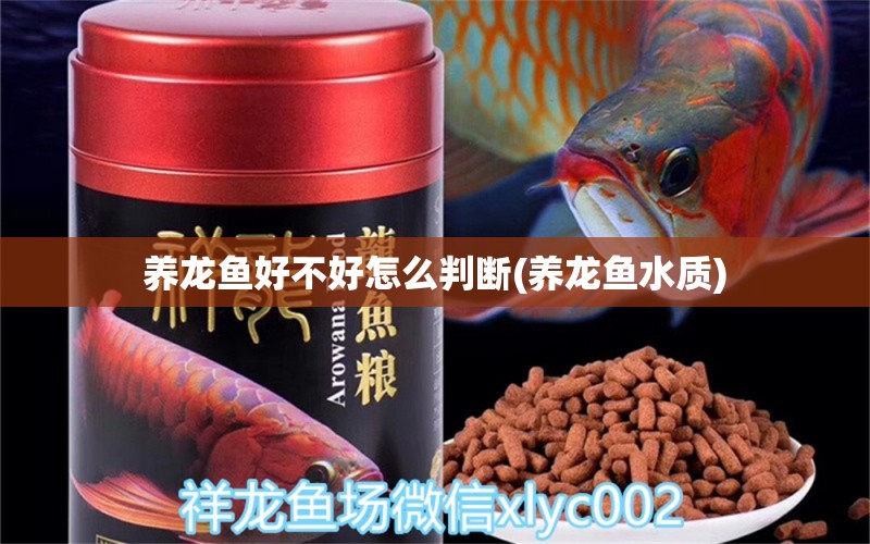 養(yǎng)龍魚好不好怎么判斷(養(yǎng)龍魚水質(zhì)) 水草 第1張