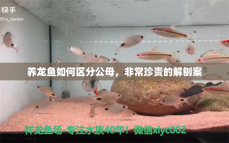 養(yǎng)龍魚如何區(qū)分公母，非常珍貴的解刨案 觀賞魚論壇 第2張